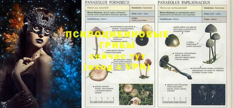 Галлюциногенные грибы Psilocybe  Миасс 